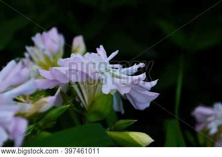 Saponaria Flowering Plants, Grass Soap. Saponaria Officinalis.