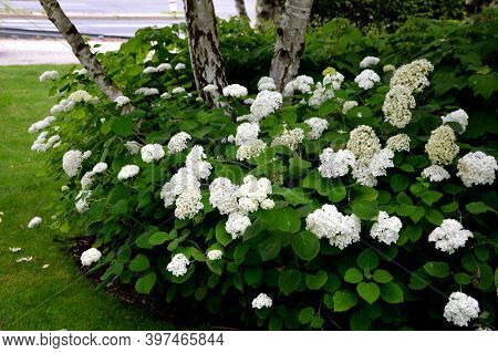 Deciduous Shrub With A Rounded Habit Which Typically Grows 3-5' Tall And Wide, Spreading A Bit Into 