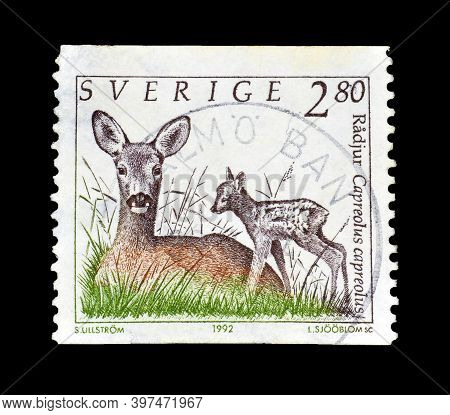 Sweden - Circa 1992 : Cancelled Postage Stamp Printed By Sweden, That Shows Roe Deer (capreolus Capr