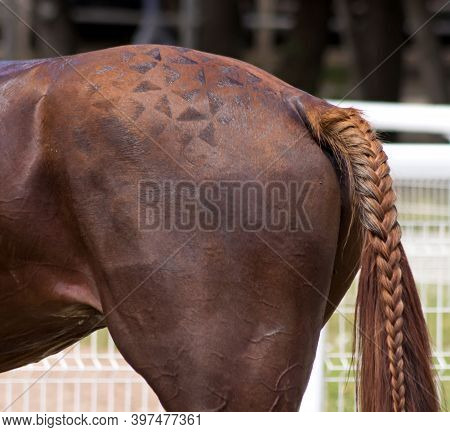 The Horse's Tail Is Braided In The Form Of A Braid.