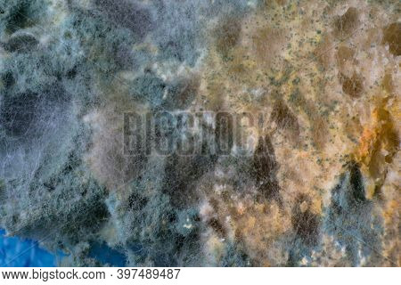 Macro Photo Of Mold Fungus On The Surface Of A Bread