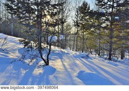 Winter Sunrise Or Sunset Landscape In The Forest, Sun Beams Through The Green Needles On Pine Tree B