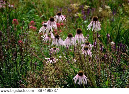 Pink Prairie Garden Perennial Flowerbed With A Different Set Of Flowers Of A Flowerbed Of A Larger P