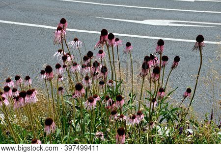 Pink Prairie Garden Perennial Flowerbed With A Different Set Of Flowers Of A Flowerbed Of A Larger P