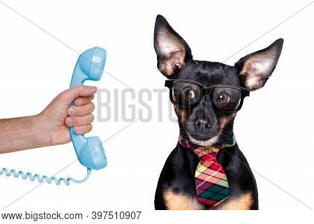 Prague Ratter Dog On The Phone Or Telephone Isolated On White Background