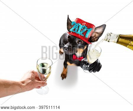 Prague Ratter , Praguer Rattler Dog Celebrating New Years Eve With Champagne Or Cocktail Cheering  I
