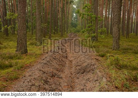 Fire-trench In The Pine Forest At Summer