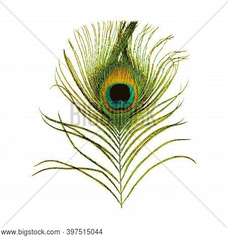 Peacock Feather Isolated On White Background. Stock Vector