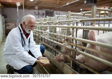 Senior Veterinarian In White Coat Giving Concentrate Dry Feed To Sow From His Hands In Pigpen