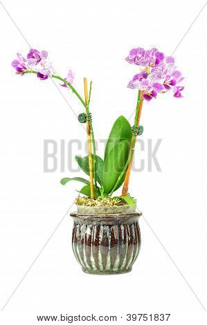 purpurowa orchidea
