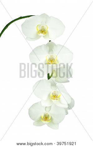 Biała orchidea