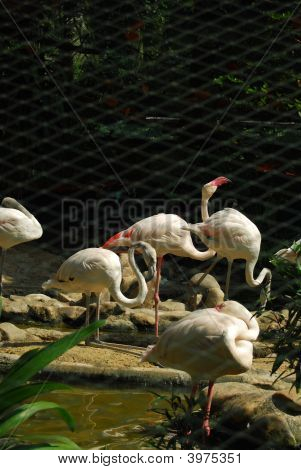 Flamingók Dusit Zoo