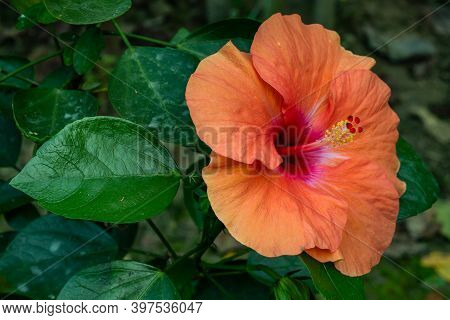 Light Pink And Red Hibiscus Rosa-sinensis That Also Known As China Rose And Shoe Flower