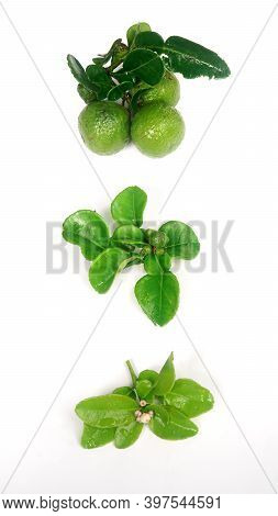 Kaffir Lime Or Citrus Hystrix When It Is Still Flowering, Still Small, And When It Is Big And Ripe. 