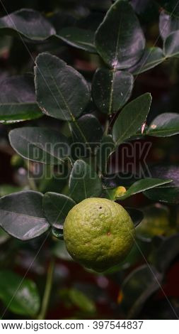 Kaffir Lime Or Citrus Hystrix On The Tree. Focus Selected, Blurry Green Leaves Background