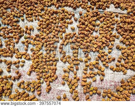 The Chickpea Is An Annual Legume Of The Family Fabaceae, Subfamily Faboideae. Chickpea Seeds Are Hig