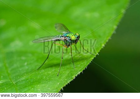 Macro Photography Of Long Legged Fly On Green Leaf