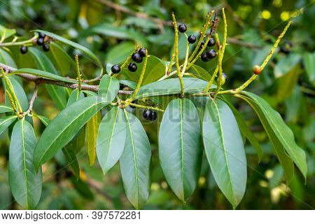 Prunus Laurocerasus Or Otto Luyken - Berries Of Cherry Laurel.