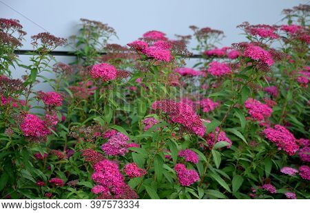 Pink Meadow Sweet Plantain Detail Of Flowering Shrub Up To 1 Meter In Height Blooms In June And July