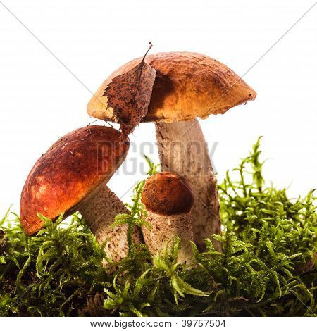 오렌지 모자 Boletus 버섯