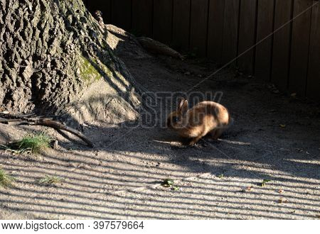 A Pet Brown Rabbit Escaped Into A City Park And Was Spotted By A Large Oak Tree In The Morning Sun H