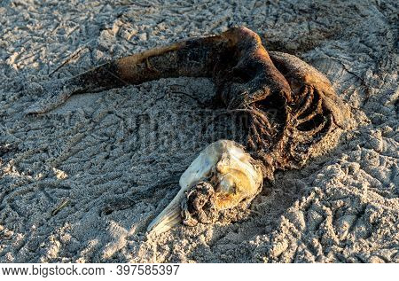 Rotting Corpse And Scull Of A Small Dead Dolphin On The Beach. Result Of Ocean Pollution.