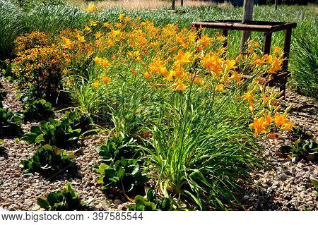 Most Daylilies Have Flower Stalks 60-90 Cm High, Some Up To 1.8 M. The Flowers Are Tubular, Open In 