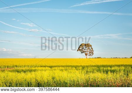 Agricultural Canola Fields Landscape With Pretty Blue Sky And Large Gum Tree In View.