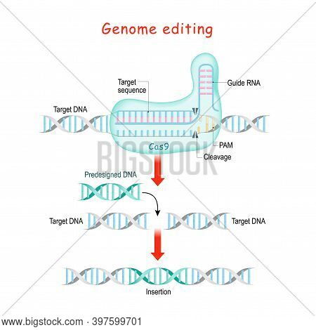 Genome Editing. Molecular Surgery With Crispr And Cas9. Explanation Of Dna Or Gene Editing Process. 