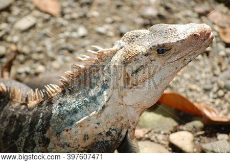 Iguana In The Natural Reserve Of Manuel Antonio, In Costa Rica