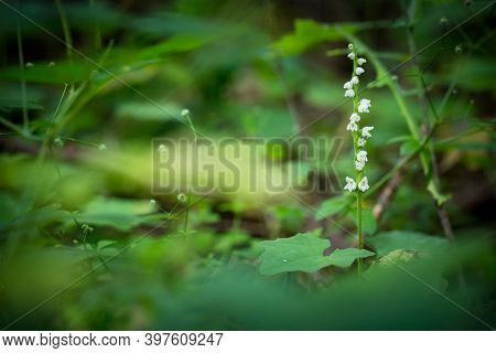 Goodyera Repens. Orchid. Nature Of The Czech Republic. Wild Nature. Plant In The Forest. Beautiful P