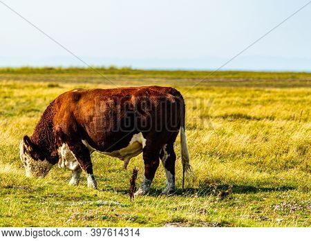 Big Hereford Cattle Bull Grazing On A Meadow.
