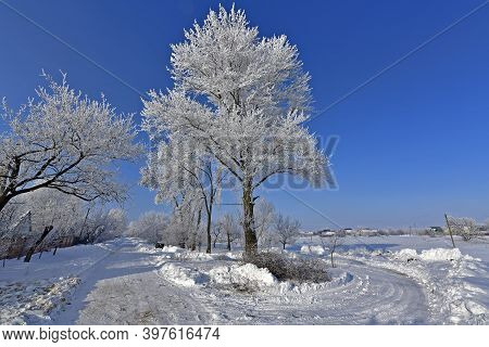 Korolyovka - Village, Nikolaevsky Village Council, Novomoskovsky District, Dnepropetrovsk Region, Uk