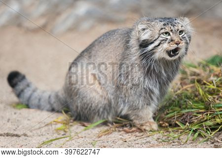 Pallas's Cat (otocolobus Manul). Manul Is Living In The Grasslands And Montane Steppes Of Central As