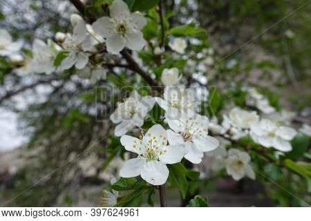 Pure White Flowers Of Sour Cherry Tree In April