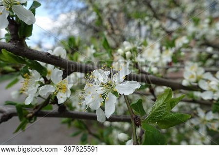 Simple White Flowers Of Sour Cherry Tree In April