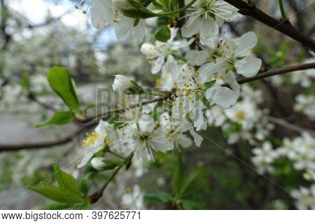 Snow White Flowers Of Sour Cherry Tree In April