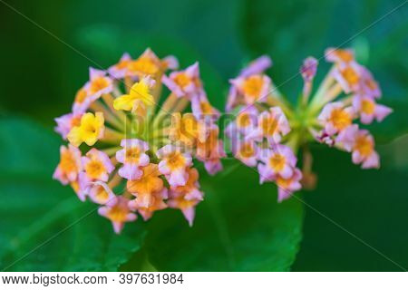 Lantana Camara Flowers In The Garden. Ethiopia Chamo Lake, Africa