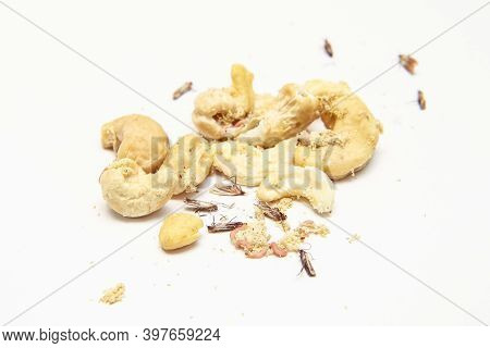 A Picture Of Cashew Nuts Infested With Caterpillars And Butterflies Of The Meal Moth. Isolated On A 