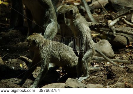 The Crab Eating Macaque (macaca Fascicularis), Also Known As The Long Tailed Macaque, Is A Cercopith