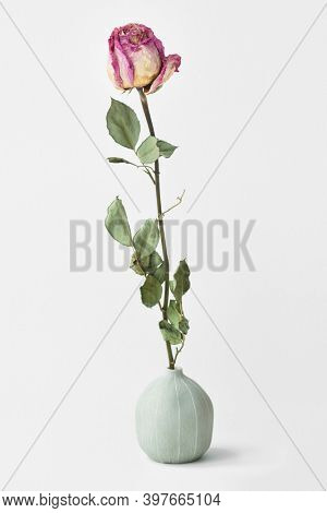 Dried pink rose in a round vase