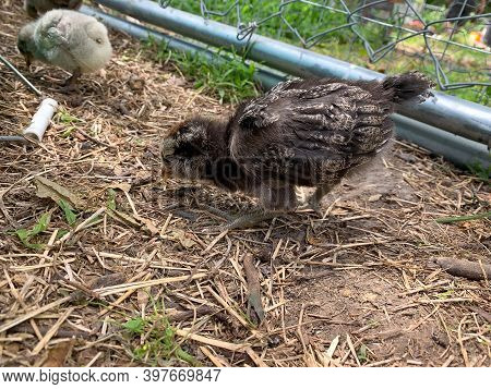 Side Angle View Of Baby Easter Egger Chick In The Backyard
