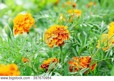Flower Background, Beautiful And Bright Flower Tagétes