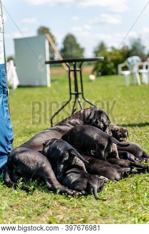 Mom Feeding Cane Corso Puppies In The Yard, Warm Summer Day, Sun Shining