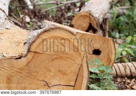 These Tree Trunks Have Been Cited For The Boards.