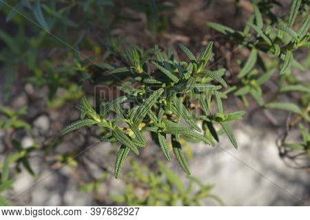 Narrow-leaved Cistus Leaves - Latin Name - Cistus Monspeliensis