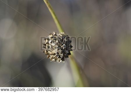 Giant Scabious Seed Head - Latin Name - Cephalaria Leucantha