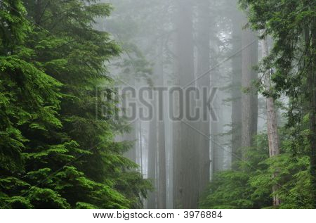 Prairie Creek State Park