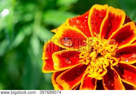 Flower Background, Beautiful And Bright Flower Tagétes