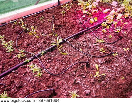 Growing Seedlings Using Drip Irrigation And Phytolight